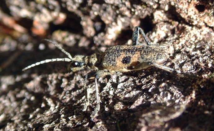 Rhagium mordax (Cerambycidae)